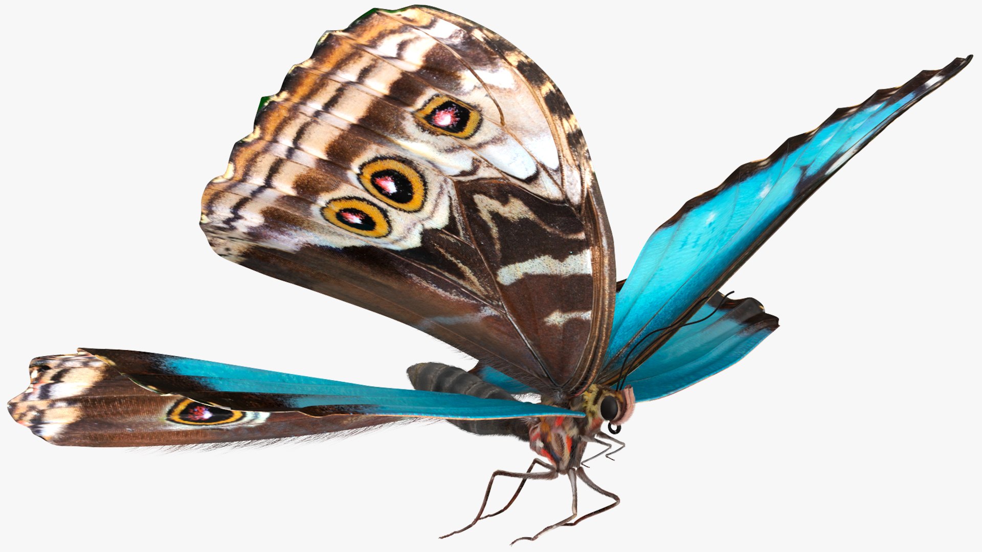 Animated Morpho Peleides Butterfly Flies Fur Rigged model https://p.turbosquid.com/ts-thumb/tc/xKAOCu/BU/animatedmorphopeleidesbutterflyfliesfurriggedvray3dmodel010/jpg/1640877368/1920x1080/fit_q87/b27e7d665dc90ae11a61002bc502f4c42ed9840a/animatedmorphopeleidesbutterflyfliesfurriggedvray3dmodel010.jpg
