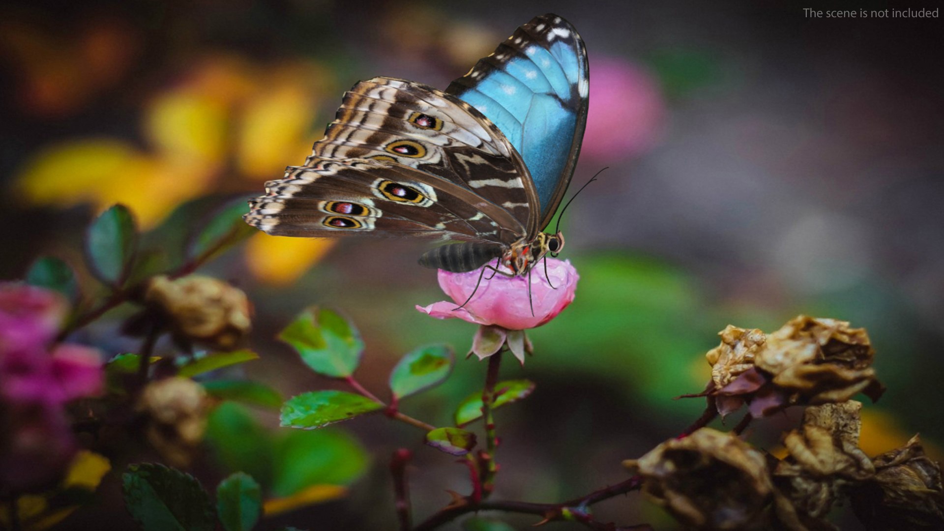 Animated Morpho Peleides Butterfly Flies Fur Rigged model https://p.turbosquid.com/ts-thumb/tc/xKAOCu/Du/animatedmorphopeleidesbutterflyfliesfurriggedvray3dmodel006/jpg/1640877356/1920x1080/fit_q87/de7d33231574250573b7b5112f2e276f637dea9a/animatedmorphopeleidesbutterflyfliesfurriggedvray3dmodel006.jpg