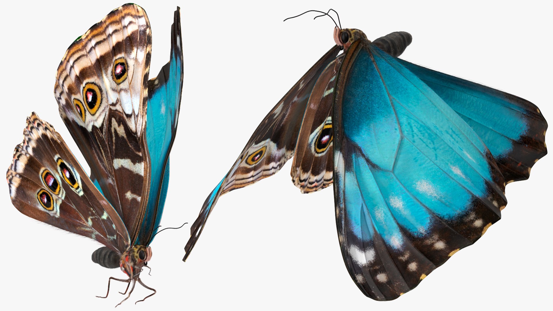 Animated Morpho Peleides Butterfly Flies Fur Rigged model https://p.turbosquid.com/ts-thumb/tc/xKAOCu/Fr/animatedmorphopeleidesbutterflyfliesfurriggedvray3dmodel011/jpg/1640877371/1920x1080/fit_q87/f3230af1fa5a138f92fdf686ebb10133233cf3bb/animatedmorphopeleidesbutterflyfliesfurriggedvray3dmodel011.jpg