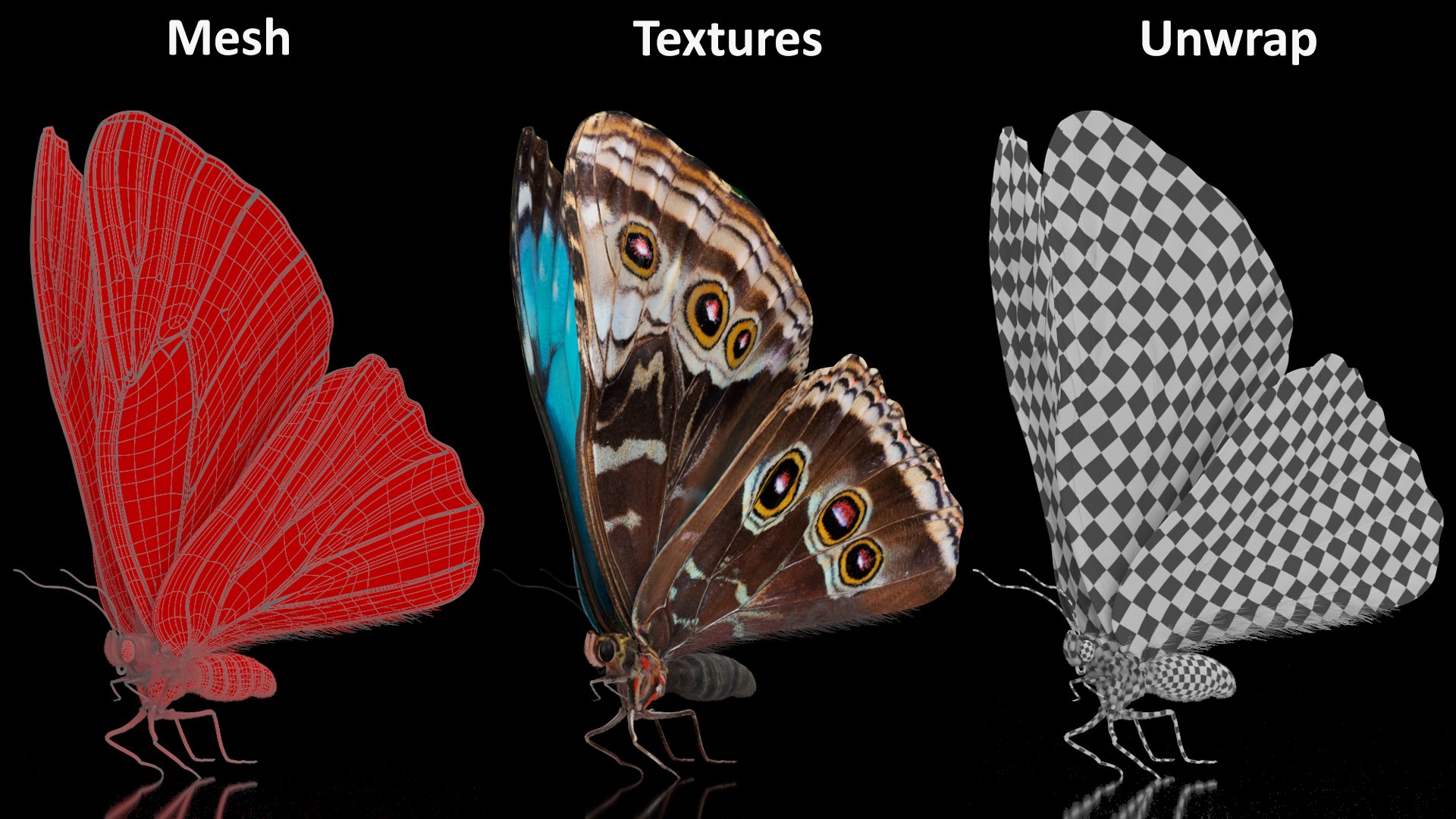 Animated Morpho Peleides Butterfly Flies Fur Rigged model https://p.turbosquid.com/ts-thumb/tc/xKAOCu/G2/animatedmorphopeleidesbutterflyfliesfurriggedvray3dmodel016/jpg/1640877386/1920x1080/fit_q87/88e32577b02e99ac2bb140b5b8502996f9503ff9/animatedmorphopeleidesbutterflyfliesfurriggedvray3dmodel016.jpg