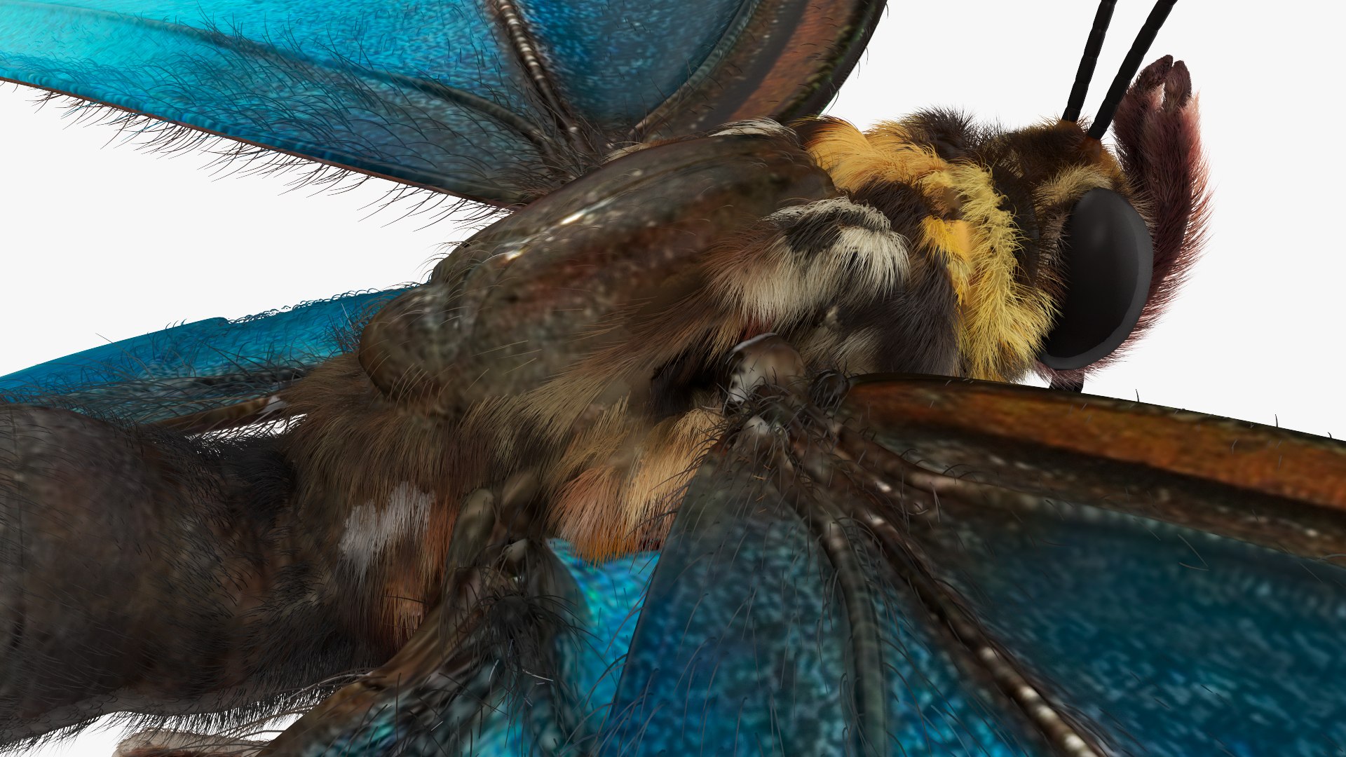 Animated Morpho Peleides Butterfly Flies Fur Rigged model https://p.turbosquid.com/ts-thumb/tc/xKAOCu/KJ/animatedmorphopeleidesbutterflyfliesfurriggedvray3dmodel014/jpg/1640877381/1920x1080/fit_q87/4763a99a206fd587cbda979bbeac738b3df72bcf/animatedmorphopeleidesbutterflyfliesfurriggedvray3dmodel014.jpg