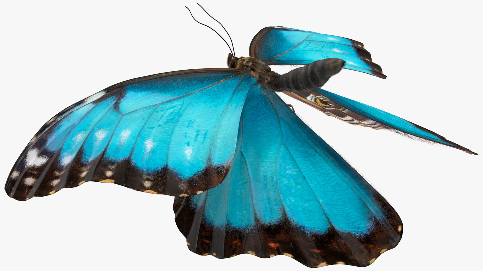Animated Morpho Peleides Butterfly Flies Fur Rigged model https://p.turbosquid.com/ts-thumb/tc/xKAOCu/Kg/animatedmorphopeleidesbutterflyfliesfurriggedvray3dmodel009/jpg/1640877365/1920x1080/fit_q87/42b3a5e48fa81879803b5b6f95428279a964995d/animatedmorphopeleidesbutterflyfliesfurriggedvray3dmodel009.jpg
