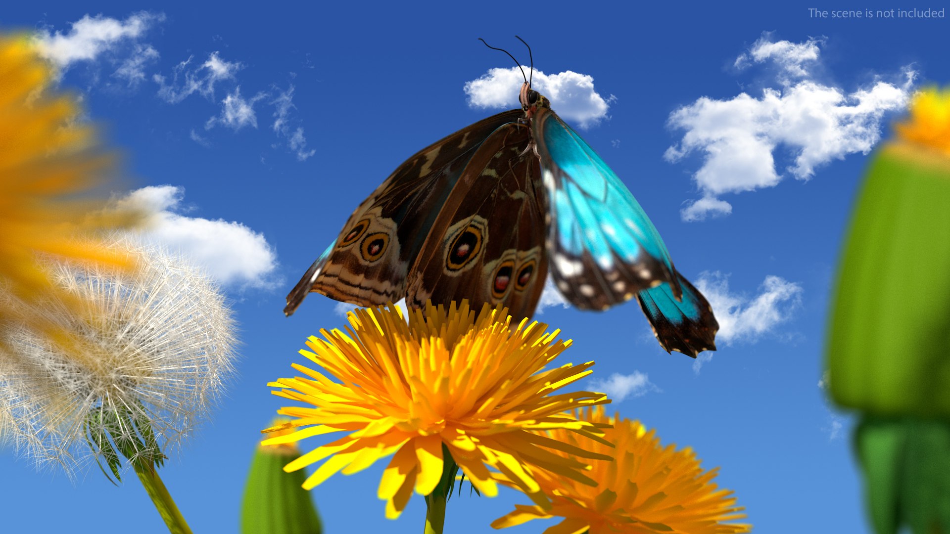 Animated Morpho Peleides Butterfly Flies Fur Rigged model https://p.turbosquid.com/ts-thumb/tc/xKAOCu/L2/animatedmorphopeleidesbutterflyfliesfurriggedvray3dmodel004/jpg/1640877350/1920x1080/fit_q87/bd26846fb2e31576eaabfd3eee46d59981f9f6a1/animatedmorphopeleidesbutterflyfliesfurriggedvray3dmodel004.jpg