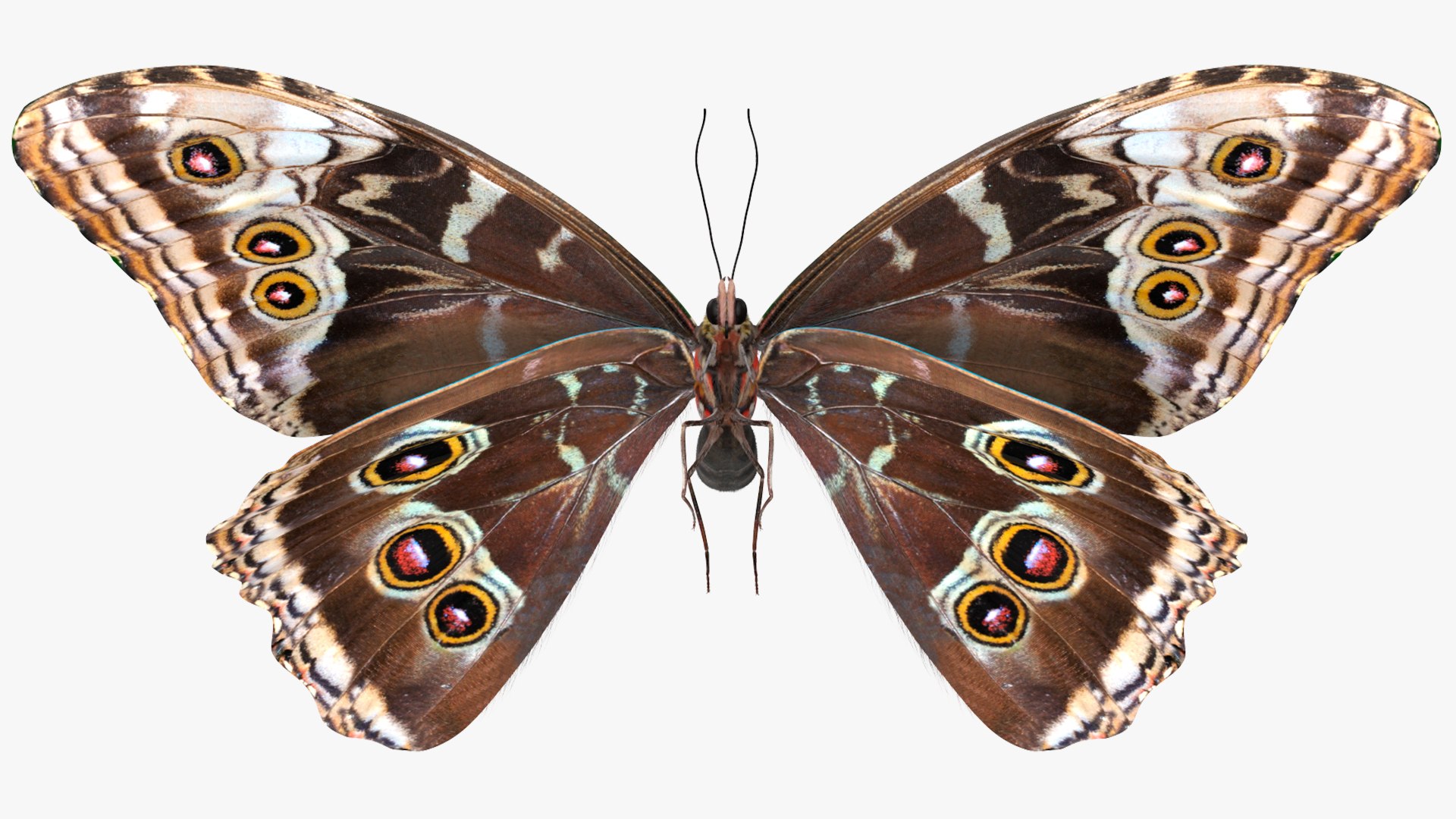 Animated Morpho Peleides Butterfly Flies Fur Rigged model https://p.turbosquid.com/ts-thumb/tc/xKAOCu/Ms/animatedmorphopeleidesbutterflyfliesfurriggedvray3dmodel008/jpg/1640877362/1920x1080/fit_q87/a4c17eadbba8dfa68edb18ae6772ba87e5d99db8/animatedmorphopeleidesbutterflyfliesfurriggedvray3dmodel008.jpg
