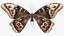 Morpho Peleides animada mariposa moscas con piel aparejada