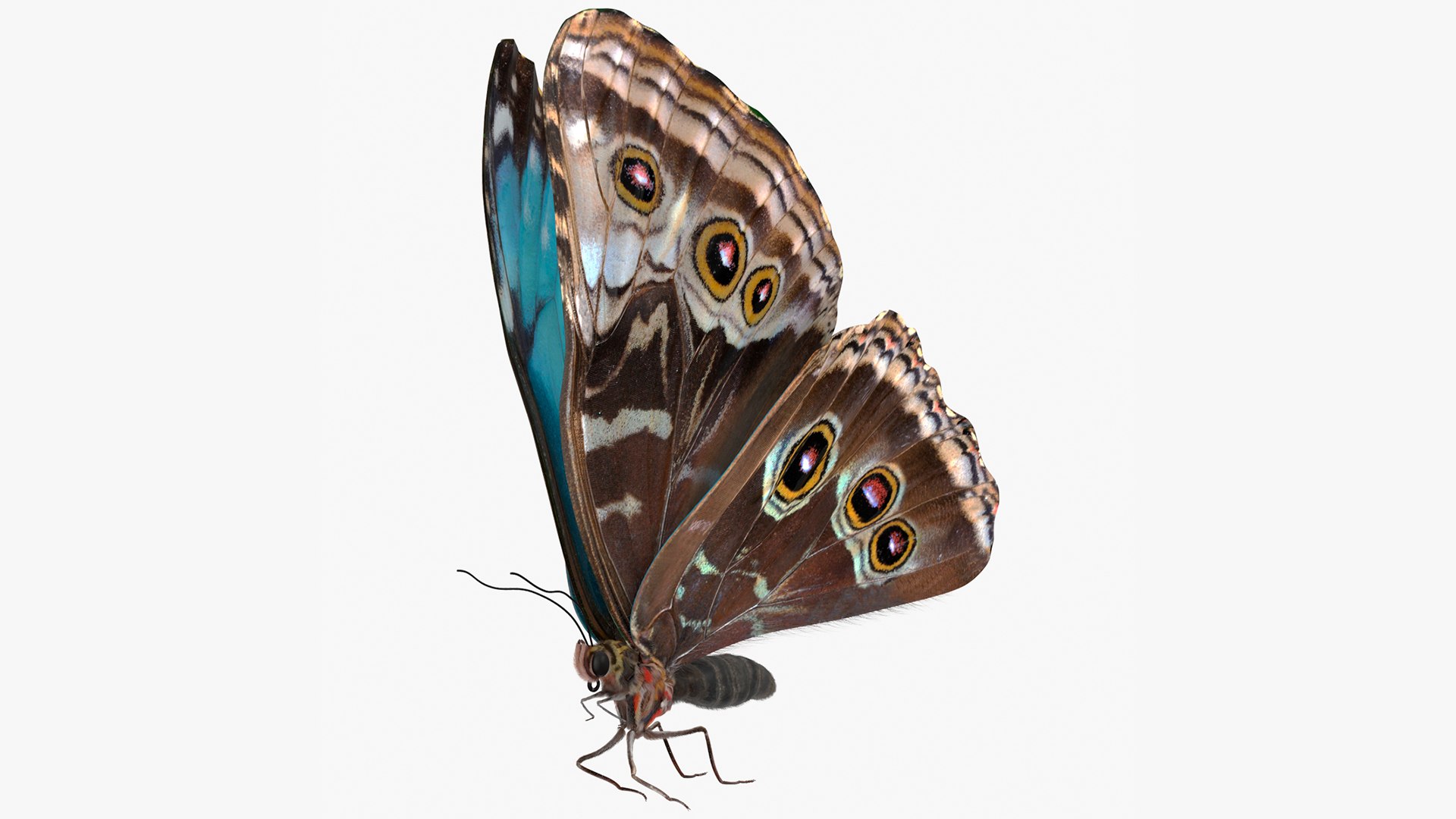 Animated Morpho Peleides Butterfly Flies Fur Rigged 3D model preview