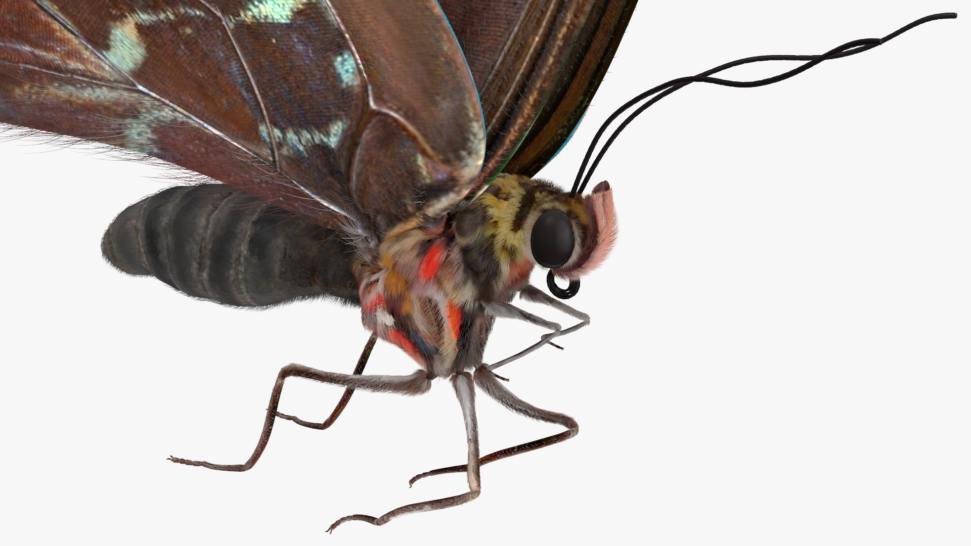 Animated Morpho Peleides Butterfly Flies Fur Rigged model https://p.turbosquid.com/ts-thumb/tc/xKAOCu/hv/animatedmorphopeleidesbutterflyfliesfurriggedvray3dmodel012/jpg/1640877374/1920x1080/fit_q87/85f35c6561ddfacca423fc00319e6ed6d28548e1/animatedmorphopeleidesbutterflyfliesfurriggedvray3dmodel012.jpg