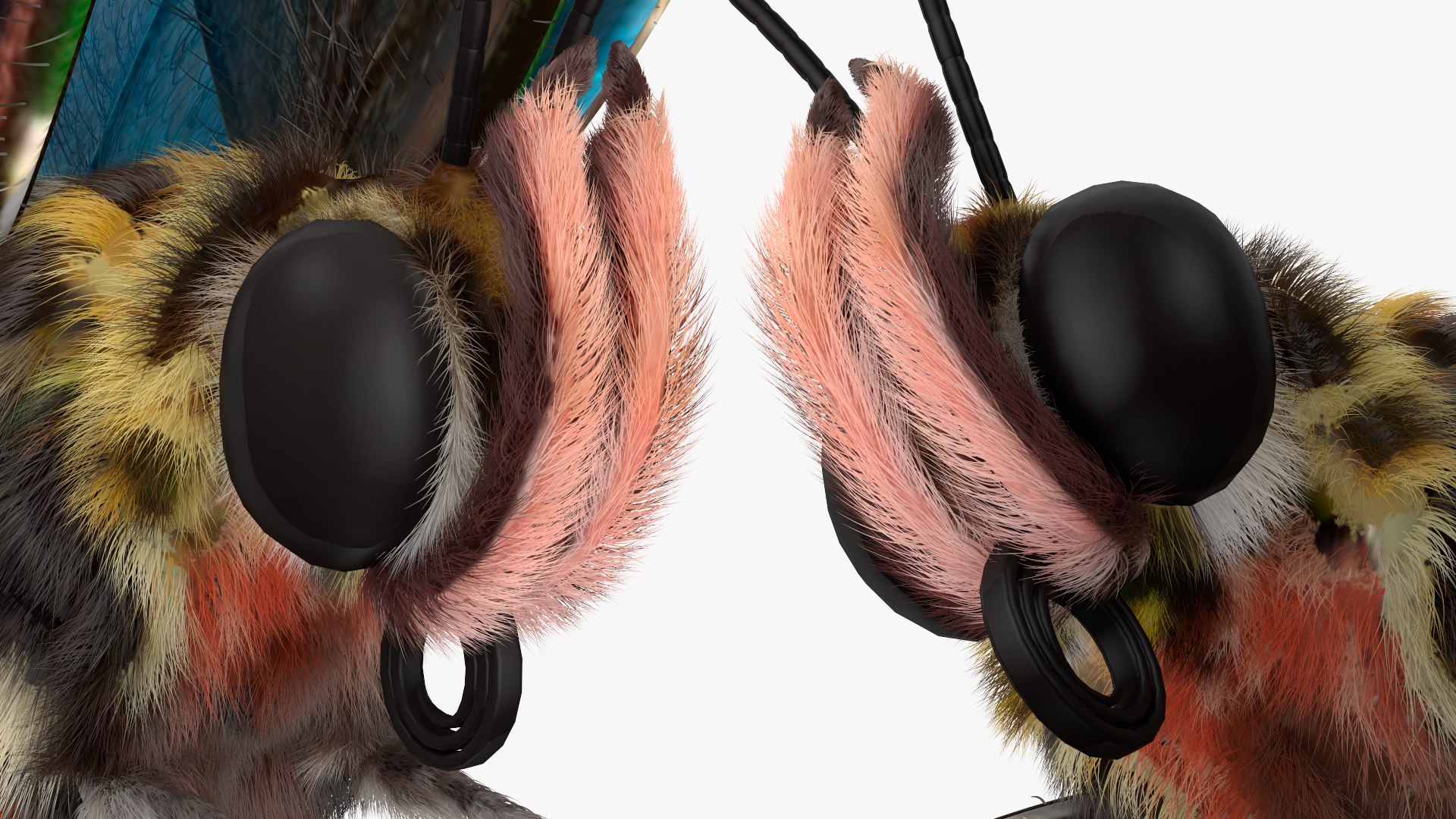 Animated Morpho Peleides Butterfly Flies Fur Rigged model https://p.turbosquid.com/ts-thumb/tc/xKAOCu/i5/animatedmorphopeleidesbutterflyfliesfurriggedvray3dmodel015/jpg/1640877384/1920x1080/fit_q87/8bb215174ac6121d2b7c061e4200fbc9f0ca9ef6/animatedmorphopeleidesbutterflyfliesfurriggedvray3dmodel015.jpg