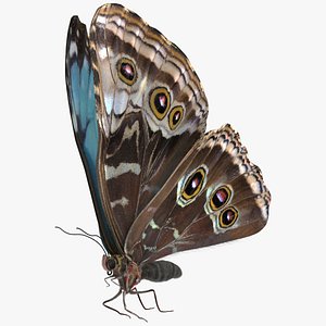 Animated Morpho Peleides Butterfly Flies Fur Rigged model