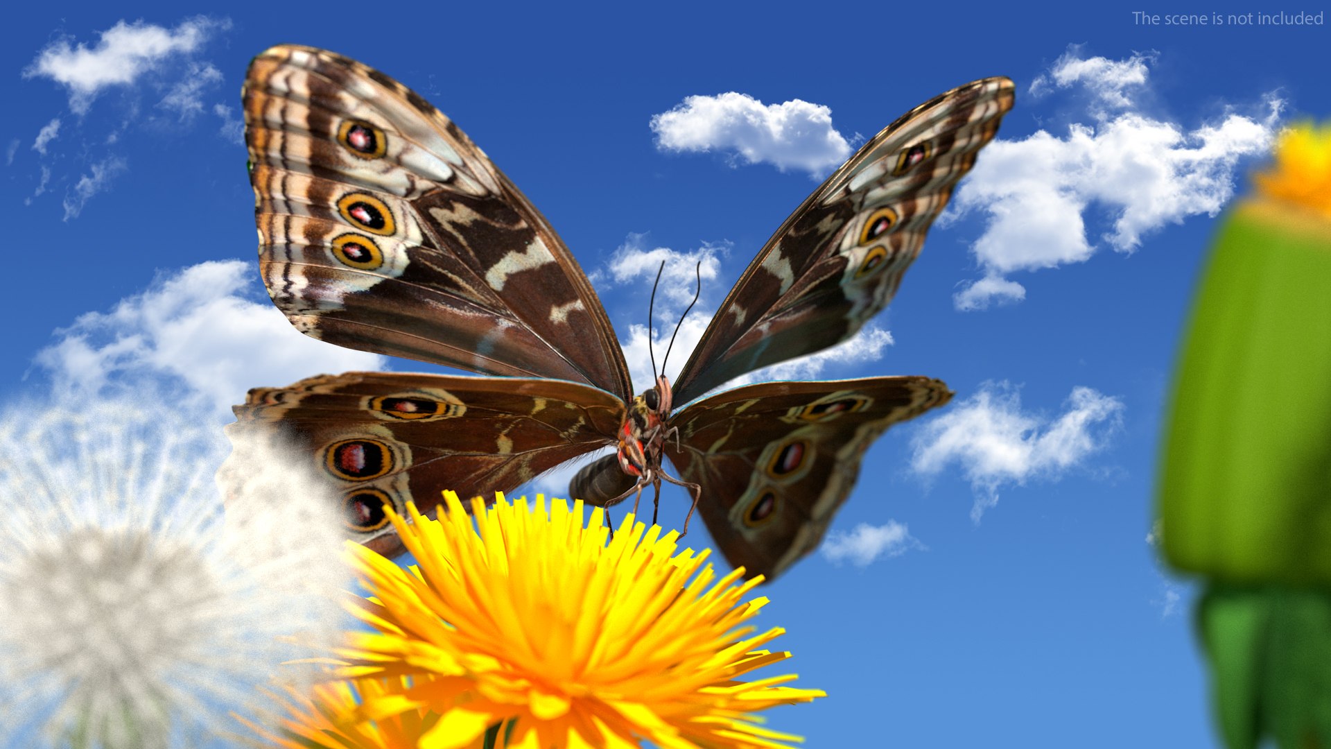 Animated Morpho Peleides Butterfly Flies Fur Rigged model https://p.turbosquid.com/ts-thumb/tc/xKAOCu/mS/animatedmorphopeleidesbutterflyfliesfurriggedvray3dmodel005/jpg/1640877353/1920x1080/fit_q87/cfc699e2350c9149c39f542c87cb8d69ae82221c/animatedmorphopeleidesbutterflyfliesfurriggedvray3dmodel005.jpg