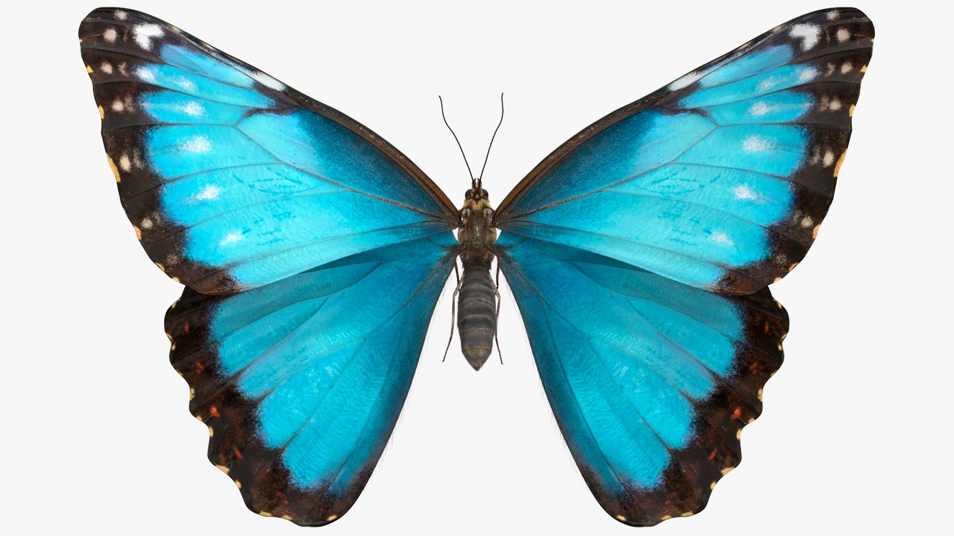 Animated Morpho Peleides Butterfly Flies Fur Rigged model https://p.turbosquid.com/ts-thumb/tc/xKAOCu/mj/animatedmorphopeleidesbutterflyfliesfurriggedvray3dmodel007/jpg/1640877359/1920x1080/fit_q87/e4539a6b7d5d1533137405d5ae93f1c3f9cf03a1/animatedmorphopeleidesbutterflyfliesfurriggedvray3dmodel007.jpg