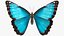 Morpho Peleides animada mariposa moscas con piel aparejada