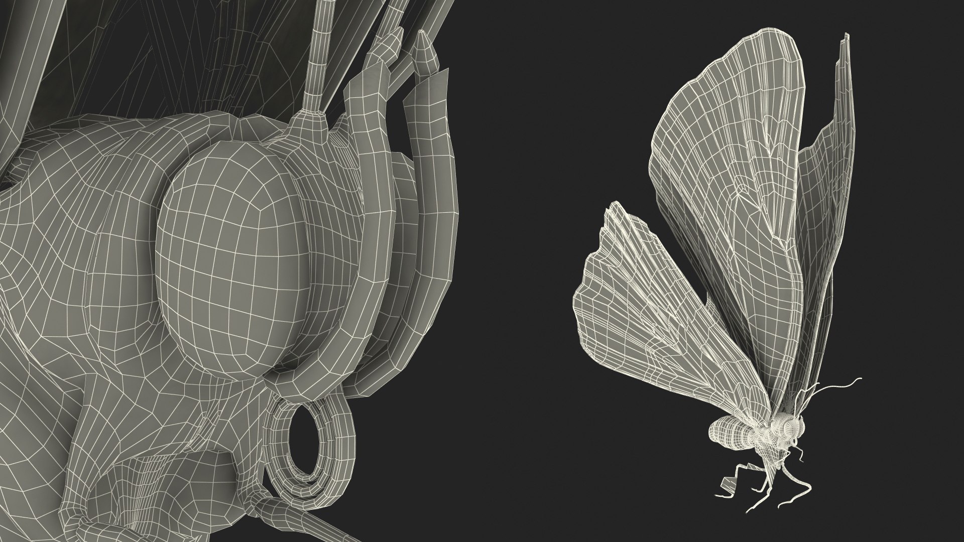 Animated Morpho Peleides Butterfly Flies Fur Rigged model https://p.turbosquid.com/ts-thumb/tc/xKAOCu/ni/animatedmorphopeleidesbutterflyfliesfurriggedvray3dmodel027/jpg/1640877420/1920x1080/fit_q87/a98a77e560ca18c99bcdcdaf80701e249c578c66/animatedmorphopeleidesbutterflyfliesfurriggedvray3dmodel027.jpg
