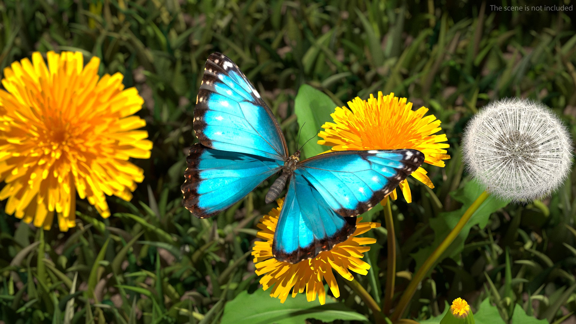 Animated Morpho Peleides Butterfly Flies Fur Rigged model https://p.turbosquid.com/ts-thumb/tc/xKAOCu/pY/animatedmorphopeleidesbutterflyfliesfurriggedvray3dmodel003/jpg/1640877347/1920x1080/fit_q87/732749414ae1bb9b8b5ed509af88043ae7e916f7/animatedmorphopeleidesbutterflyfliesfurriggedvray3dmodel003.jpg