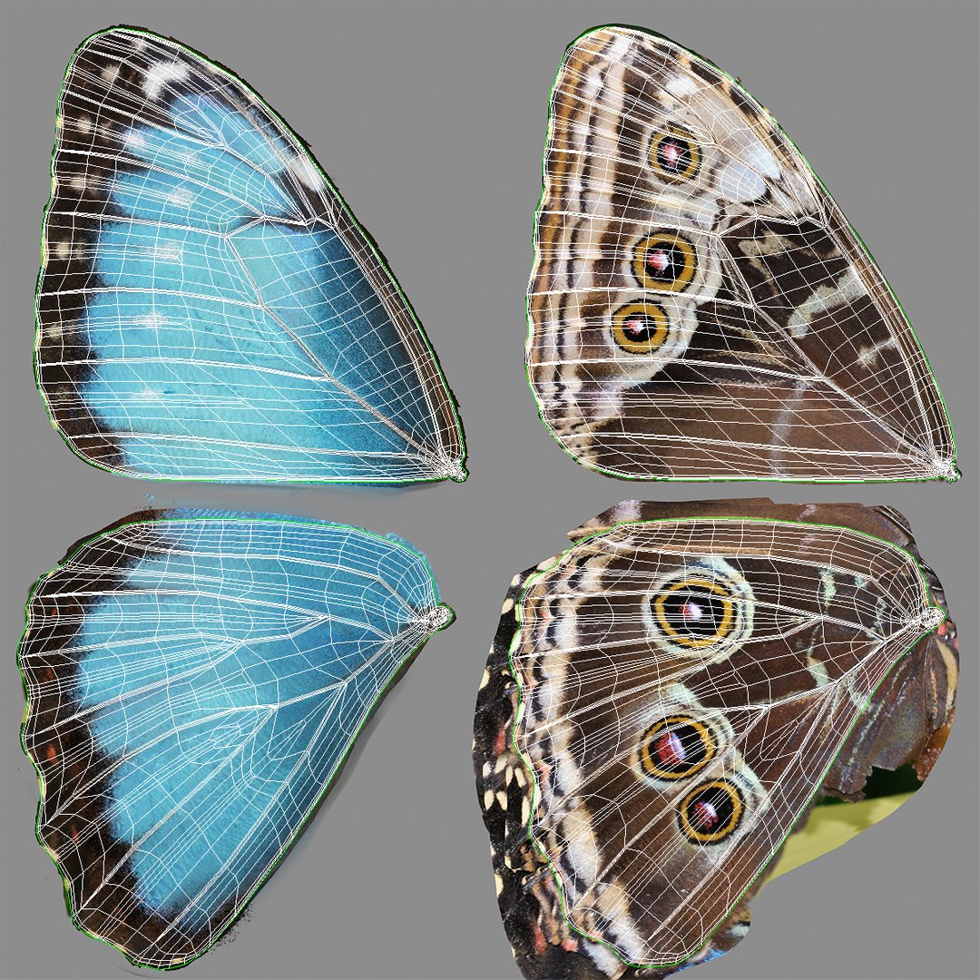 Animated Morpho Peleides Butterfly Flies Fur Rigged model https://p.turbosquid.com/ts-thumb/tc/xKAOCu/qI/animatedmorphopeleidesbutterflyfliesfurriggedvray3dmodel020/jpg/1640877399/1920x1080/fit_q87/a5228cbc849280ad03c2d80ea72984a18031af29/animatedmorphopeleidesbutterflyfliesfurriggedvray3dmodel020.jpg