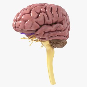Human Brain Anatomy