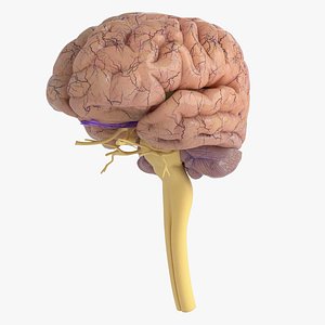 3D human brain anatomy
