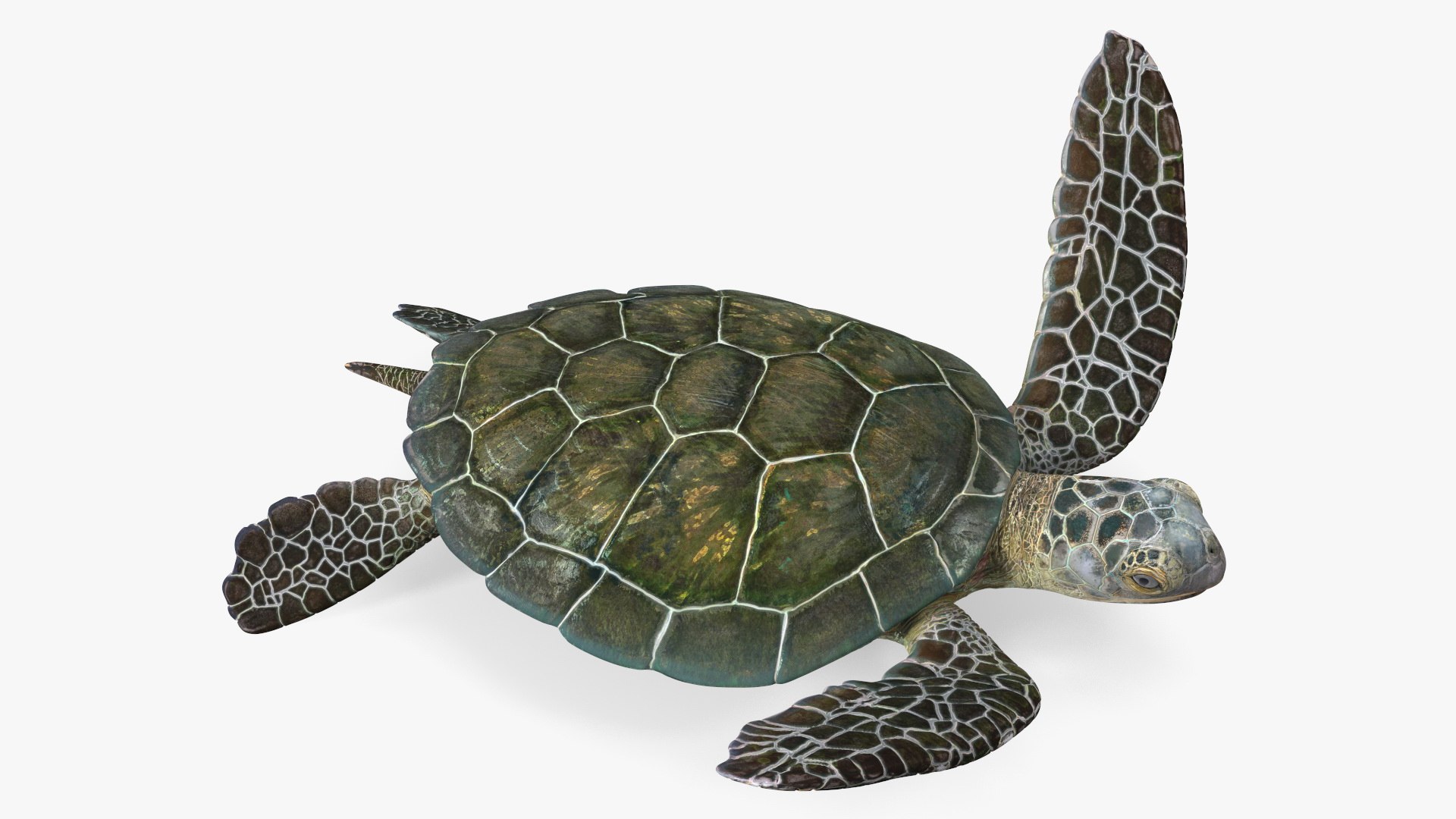 Realistic Sea Turtle 3D model preview