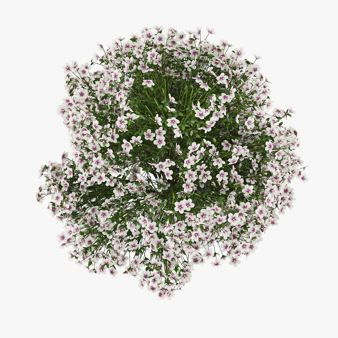 3D Hibiscus Model - TurboSquid 1321154