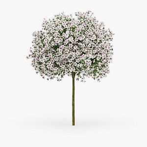 Hibiscus tree 03