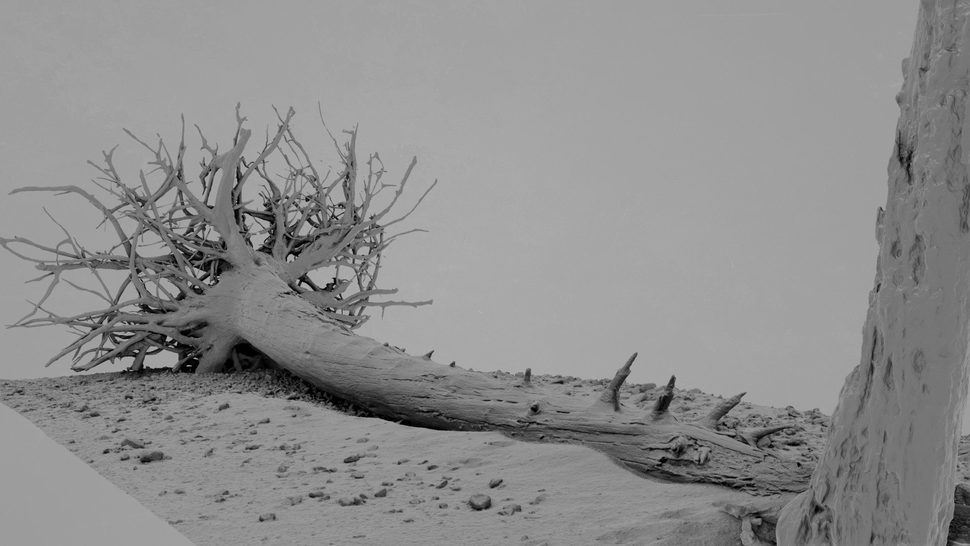 3D Dead Tree 009 Model - TurboSquid 2370873