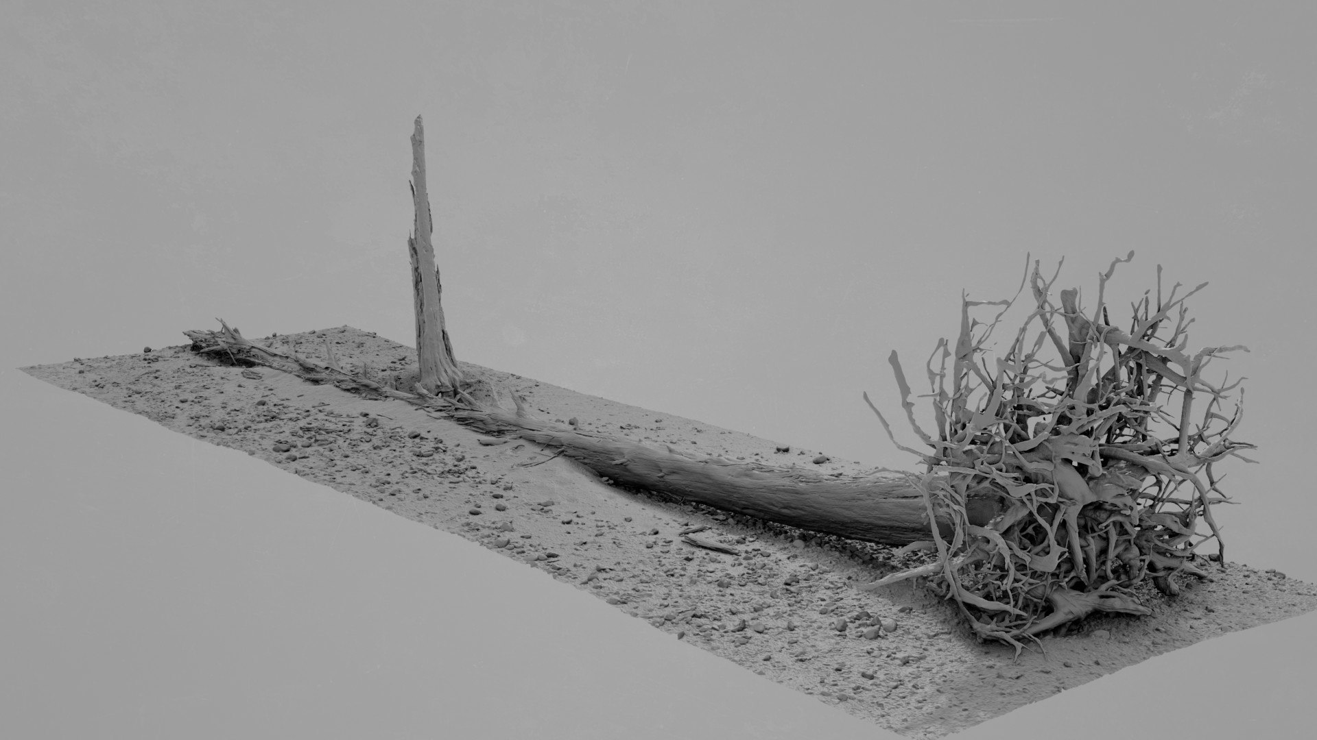 3D Dead Tree 009 Model - TurboSquid 2370873