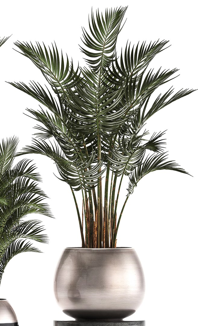 Decorative palms howea plants 3D - TurboSquid 1386717