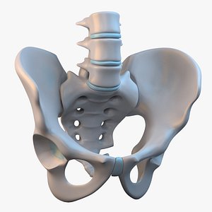 Male Pelvis