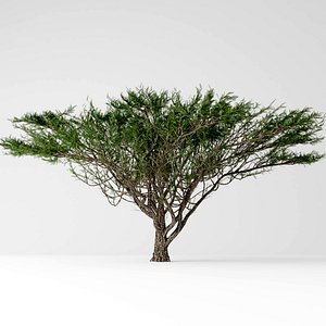 3D umbrella tree