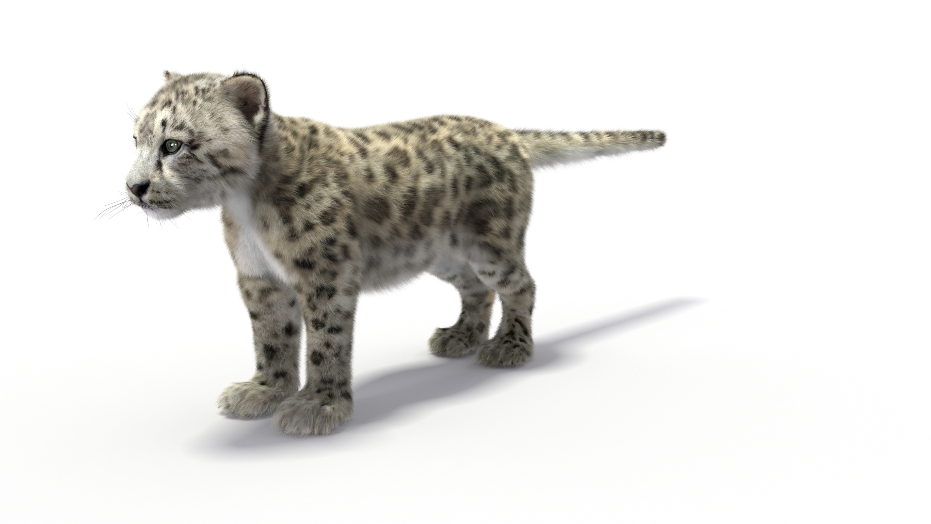 3D Snow Leopard Cub Fur For Maya Rigged - TurboSquid 2407471