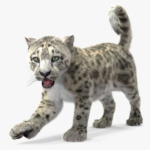 3D Snow Leopard Cub Fur for Maya Rigged