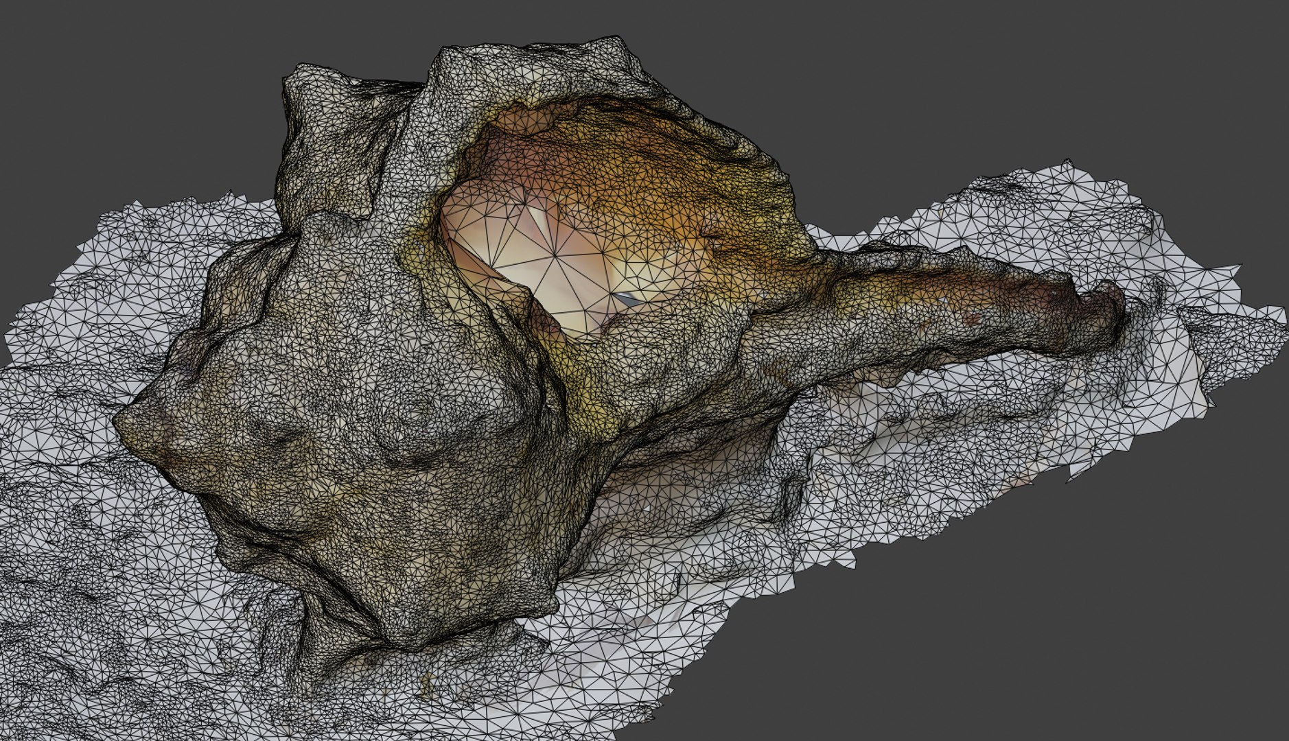 3D Model Shell Scan - TurboSquid 1455385