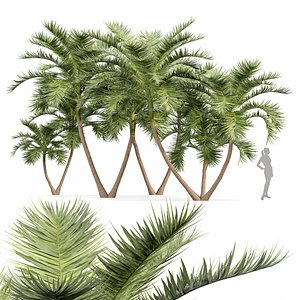 Manila Palm Adonidia Backyard Corona max 3D model