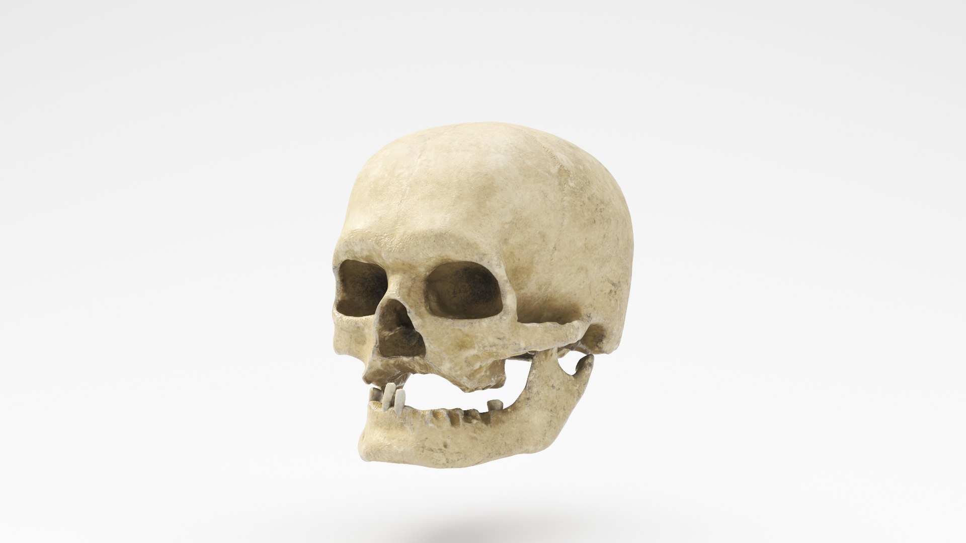 3D human skull v2 model https://p.turbosquid.com/ts-thumb/te/9pmukT/50zmsRq7/skullv2_012/jpg/1607627317/1920x1080/fit_q87/248e9bd2158ff11ef206e105bd7c8d7b45abadb1/skullv2_012.jpg