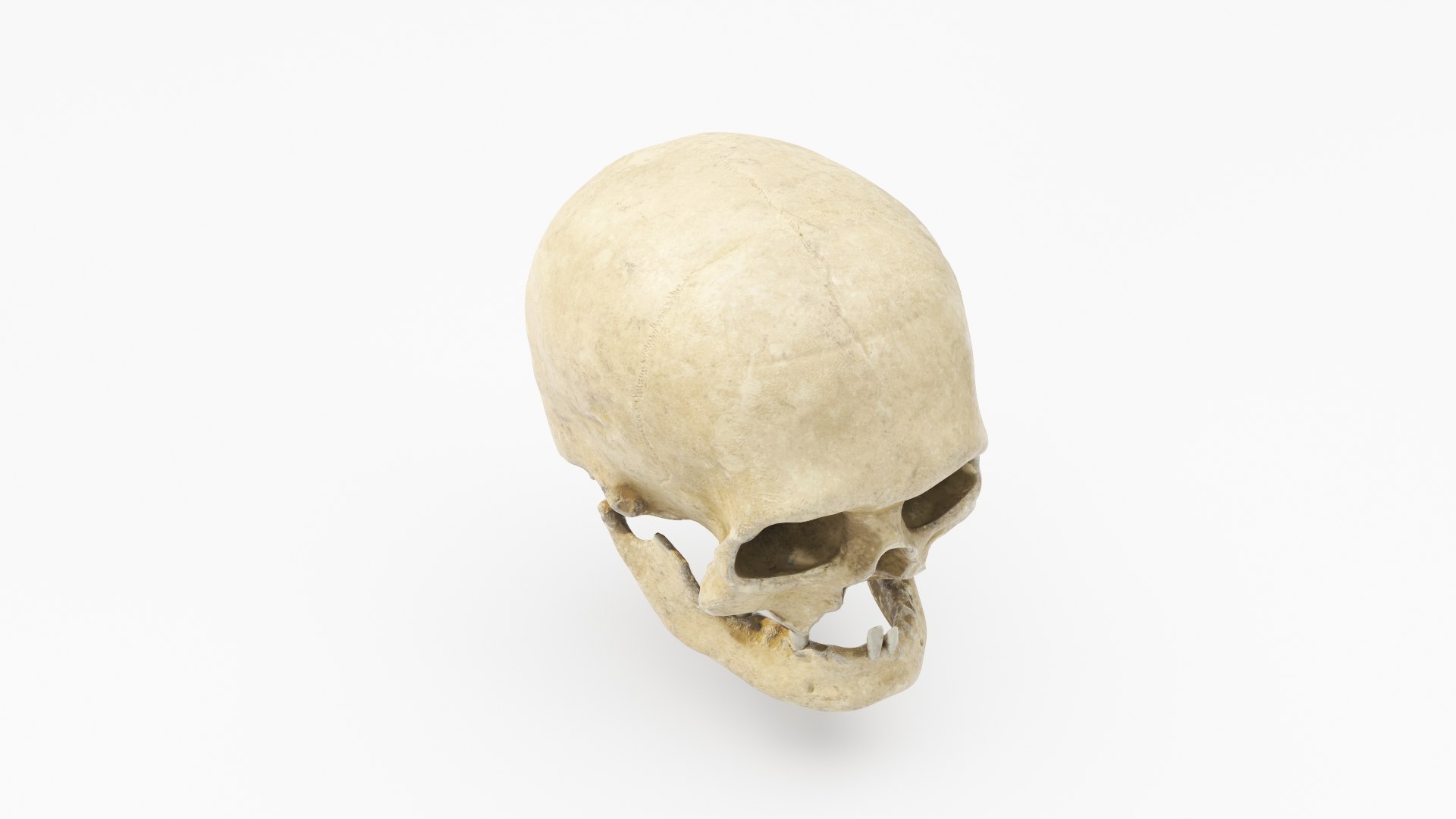 3D human skull v2 model https://p.turbosquid.com/ts-thumb/te/9pmukT/5wkf7laF/skullv2_04/jpg/1607627317/1920x1080/fit_q87/a63be18684a3192888676525619e2e57b2176036/skullv2_04.jpg