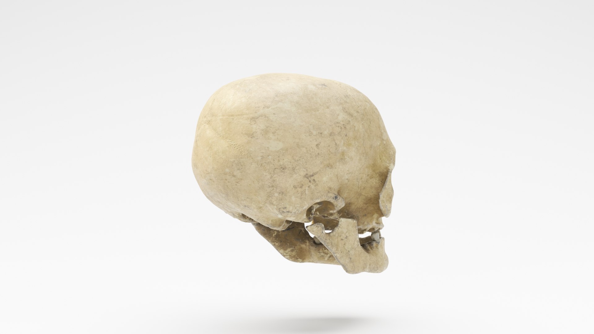 3D human skull v2 model https://p.turbosquid.com/ts-thumb/te/9pmukT/AhkUwbS1/skullv2_05/jpg/1607627317/1920x1080/fit_q87/0b2898c880443983429a034a0ab68c7295c5cd01/skullv2_05.jpg