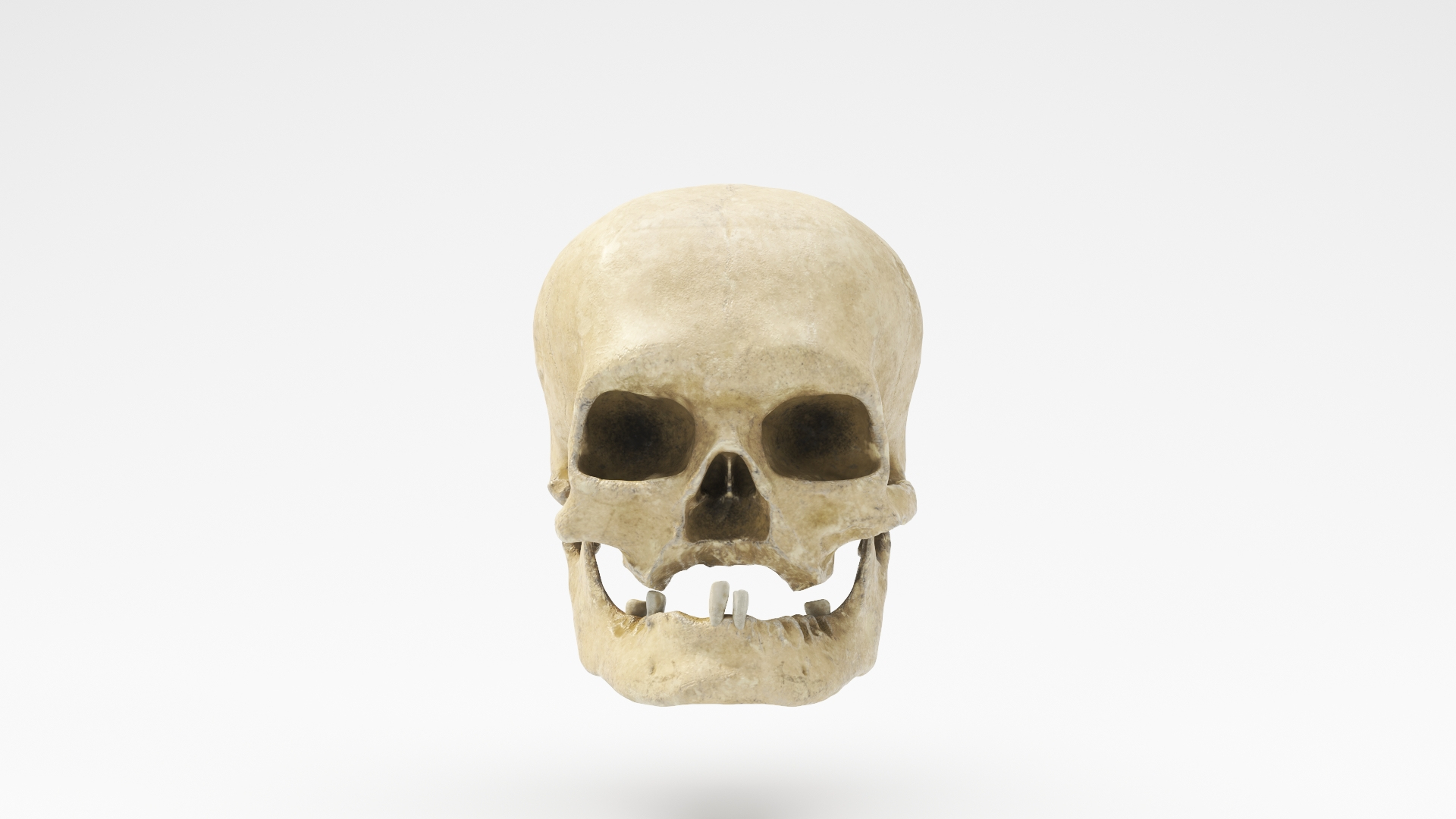 3D human skull v2 model https://p.turbosquid.com/ts-thumb/te/9pmukT/GHxpnvnp/skullv2/jpg/1607627276/1920x1080/turn_fit_q99/7c2fff693f656206b7d978d4e4925a03237d4146/skullv2-1.jpg