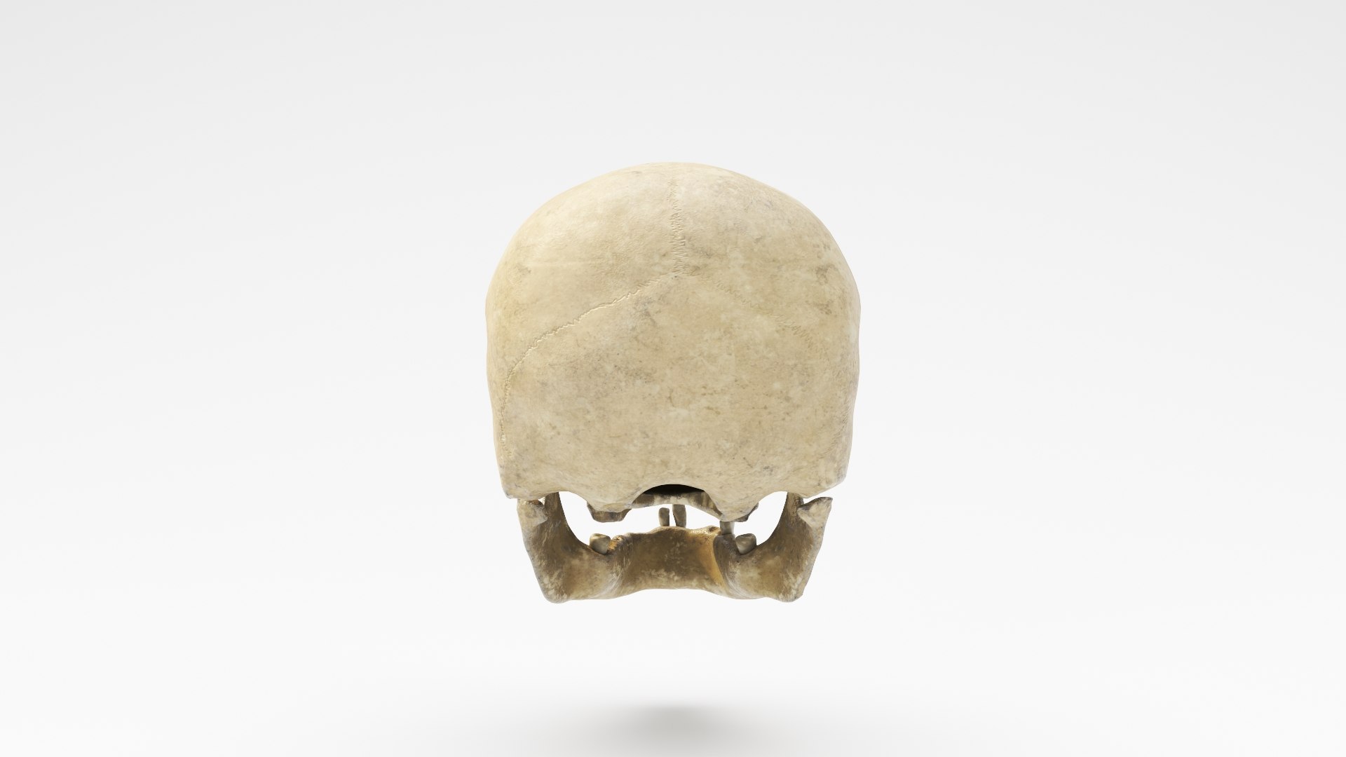 3D human skull v2 model https://p.turbosquid.com/ts-thumb/te/9pmukT/SCiJHshP/skullv2_07/jpg/1607627317/1920x1080/fit_q87/0c09e57d9bc06a24ccc51c0dda6c2a66f73c0cbe/skullv2_07.jpg