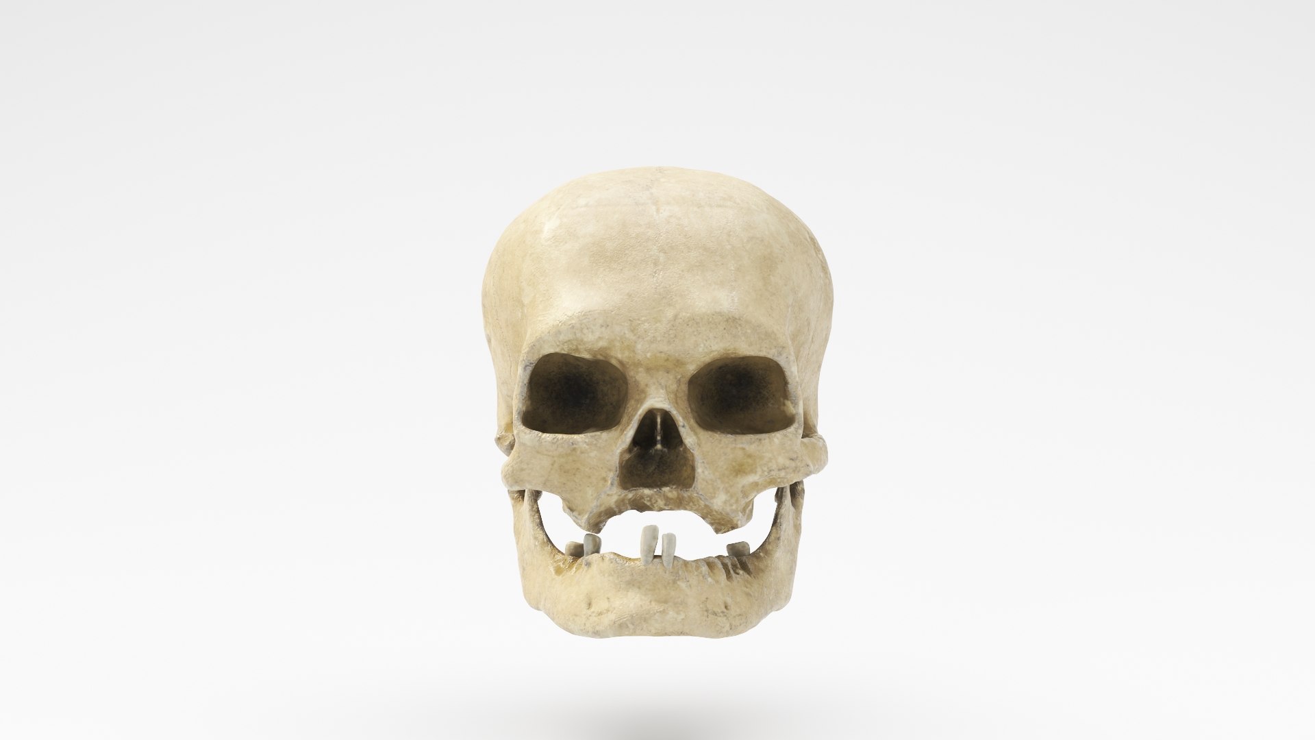 3D human skull v2 model https://p.turbosquid.com/ts-thumb/te/9pmukT/SrhGm0so/skullv2_01/jpg/1607627317/1920x1080/fit_q87/a19787a37a7849f13b9709895fc99c22fb06a528/skullv2_01.jpg