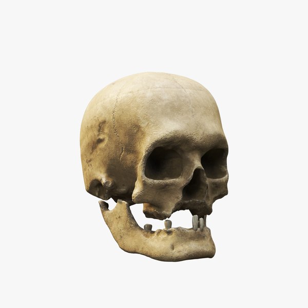 3D human skull v2 model