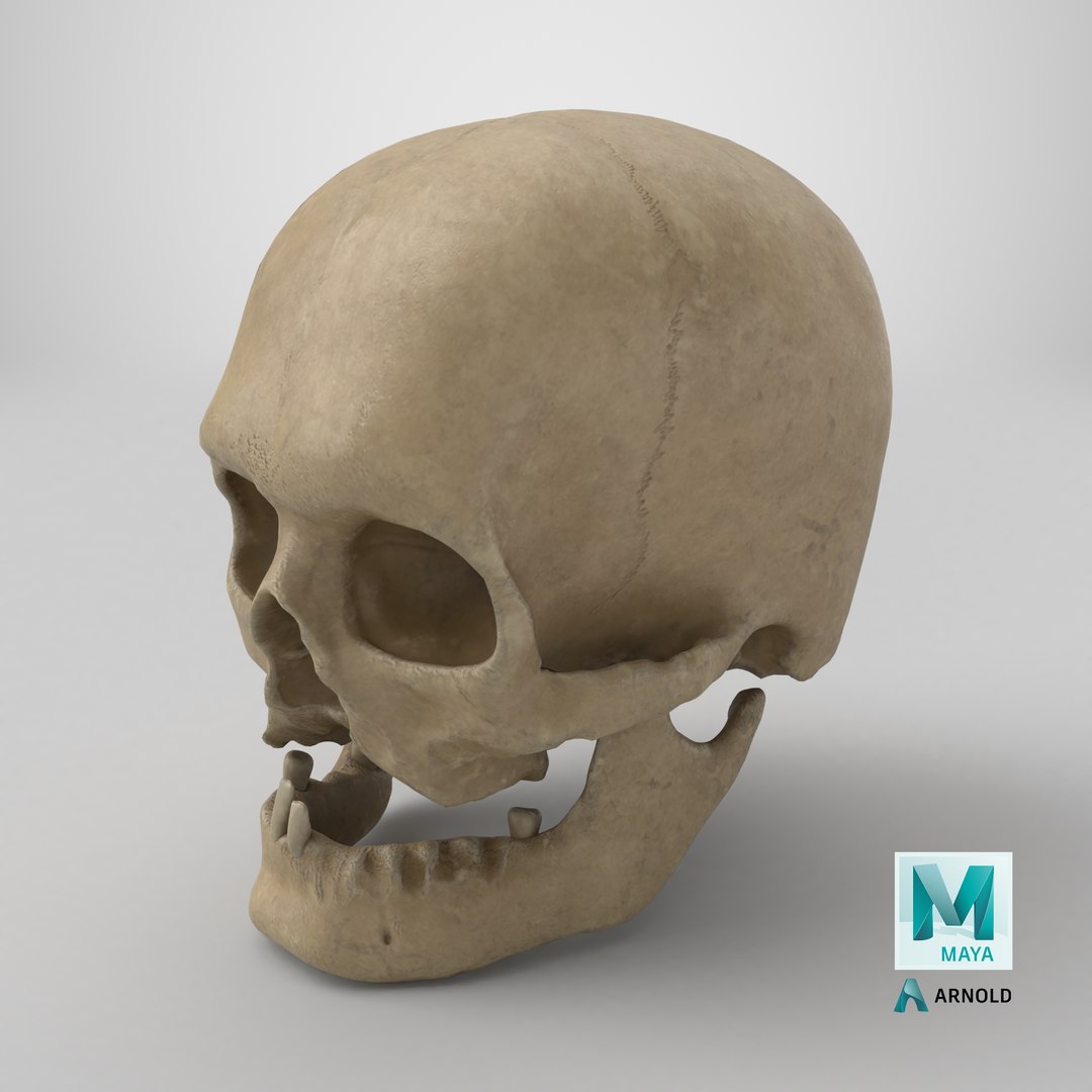 3D human skull v2 model https://p.turbosquid.com/ts-thumb/te/9pmukT/mD/stemcell_maya_arnold_render/png/1712076842/1920x1080/fit_q87/aa8bb451ee88815cbae7ea09556d6817a065ef88/stemcell_maya_arnold_render.jpg