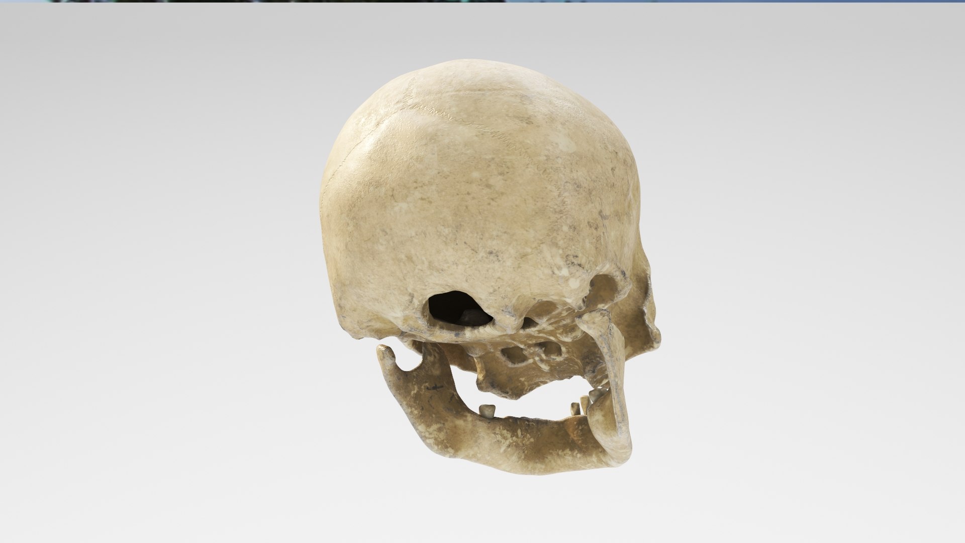 3D human skull v2 model https://p.turbosquid.com/ts-thumb/te/9pmukT/otzmHaW6/skullv2_02/jpg/1607627317/1920x1080/fit_q87/a189afdd809dc85498e6da18645e4255fa9c9dfb/skullv2_02.jpg