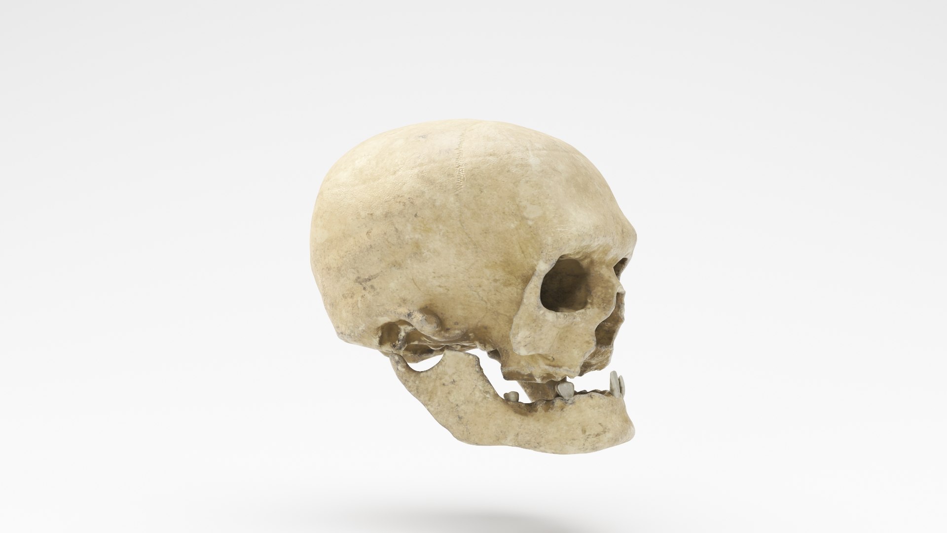 3D human skull v2 model https://p.turbosquid.com/ts-thumb/te/9pmukT/q5VFu5sP/skullv2_03/jpg/1607627317/1920x1080/fit_q87/9e74d4512385e88a86eed29cedeb3adadc95ef9e/skullv2_03.jpg