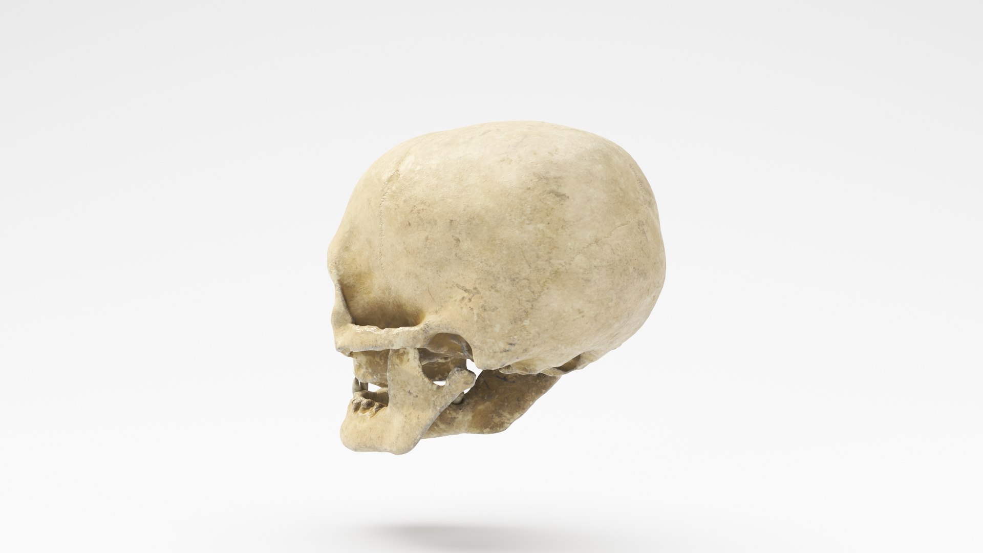 3D human skull v2 model https://p.turbosquid.com/ts-thumb/te/9pmukT/ru4LiO1Z/skullv2_09/jpg/1607627317/1920x1080/fit_q87/a9250b2d515c9bb8d77206602ebde2a264a1f1a2/skullv2_09.jpg