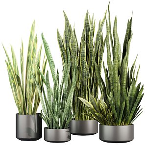 3D plant vol 863 - indoor - sansveria - leaf