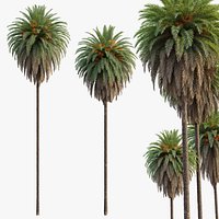 Phoenix Canariensis 03