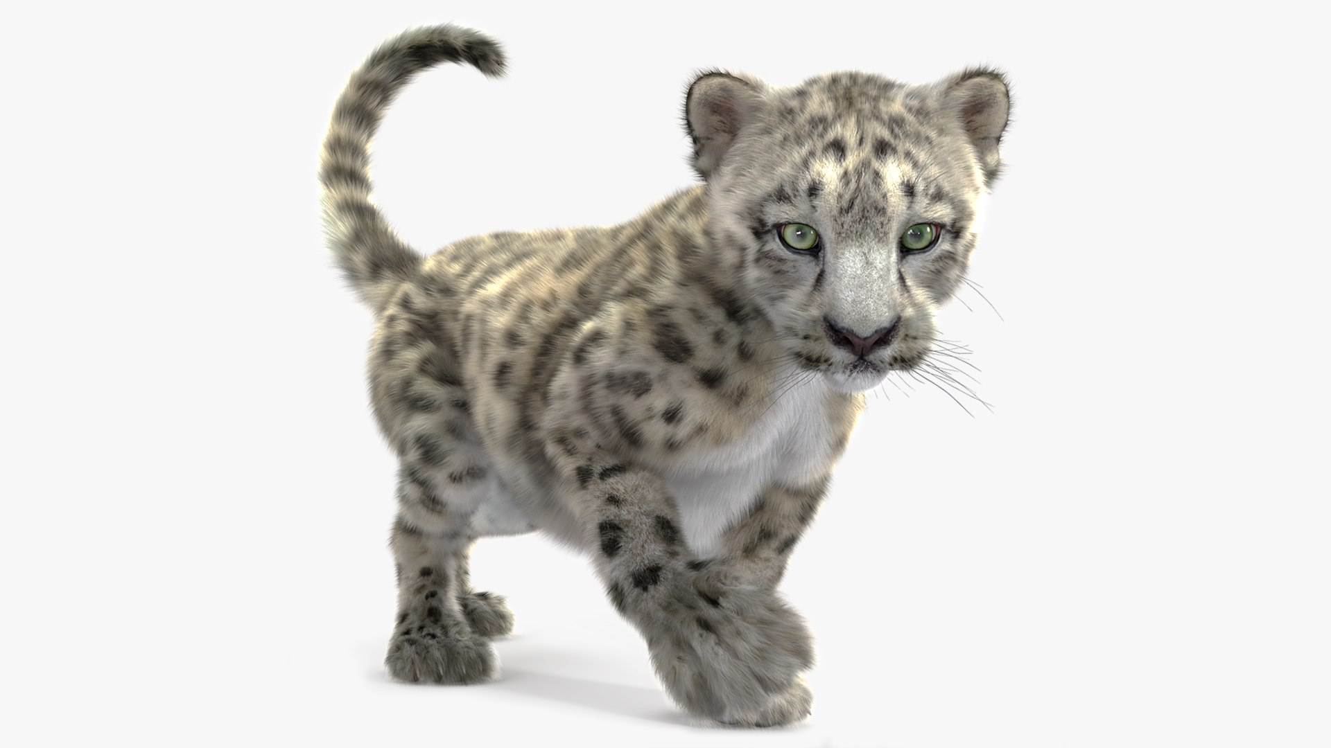 Snow Leopard Cub in Walking Pose Fur for Cinema 4D 3D model preview