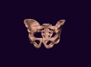 human pelvis printable 3D model