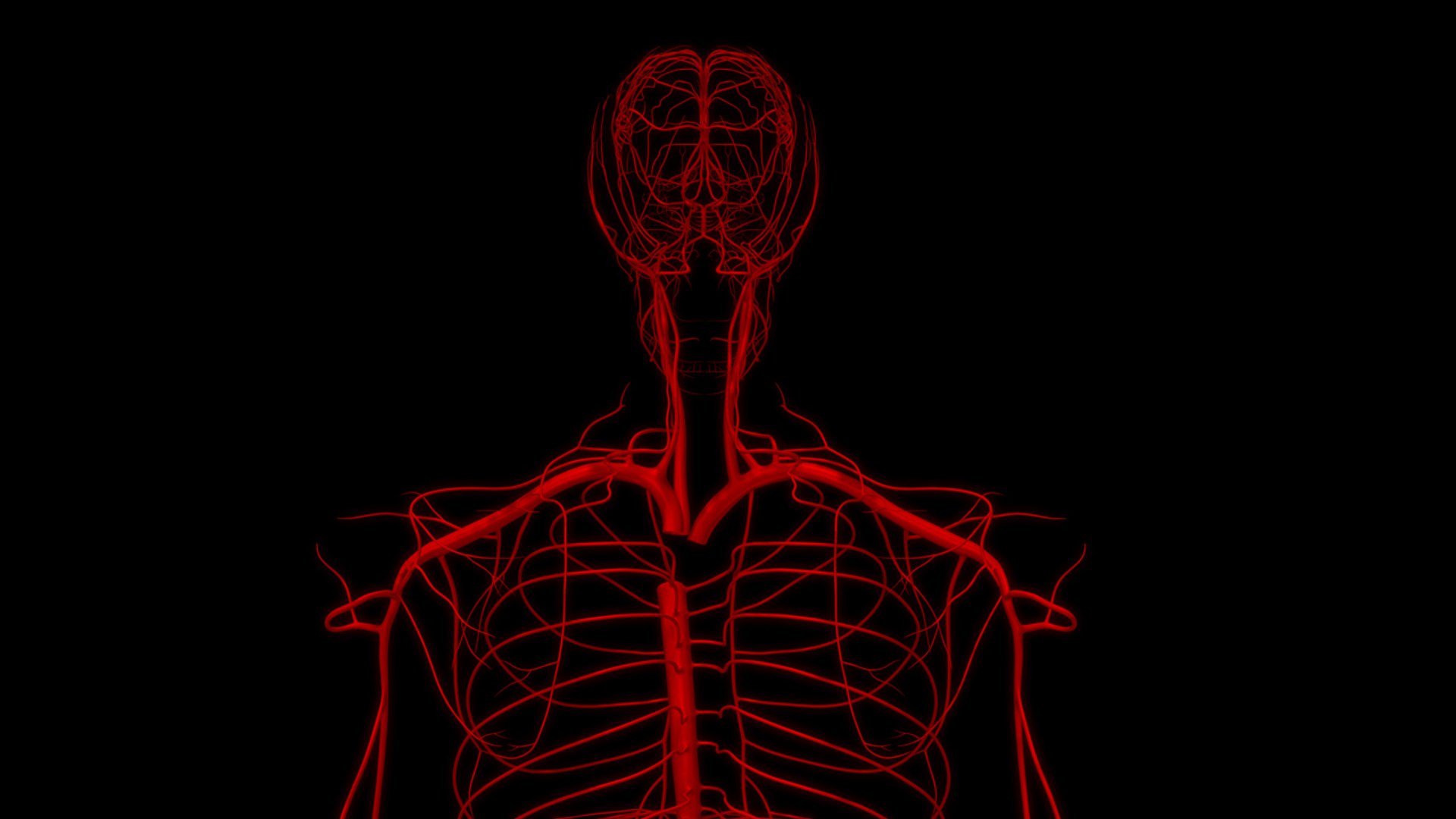 3D body skeleton arteries veins model https://p.turbosquid.com/ts-thumb/te/ZVMxDq/GYPAy4Ck/arteries_col_7/jpg/1526715077/1920x1080/fit_q87/510b65bd592684f1f8e27016366d6a50ea913052/arteries_col_7.jpg