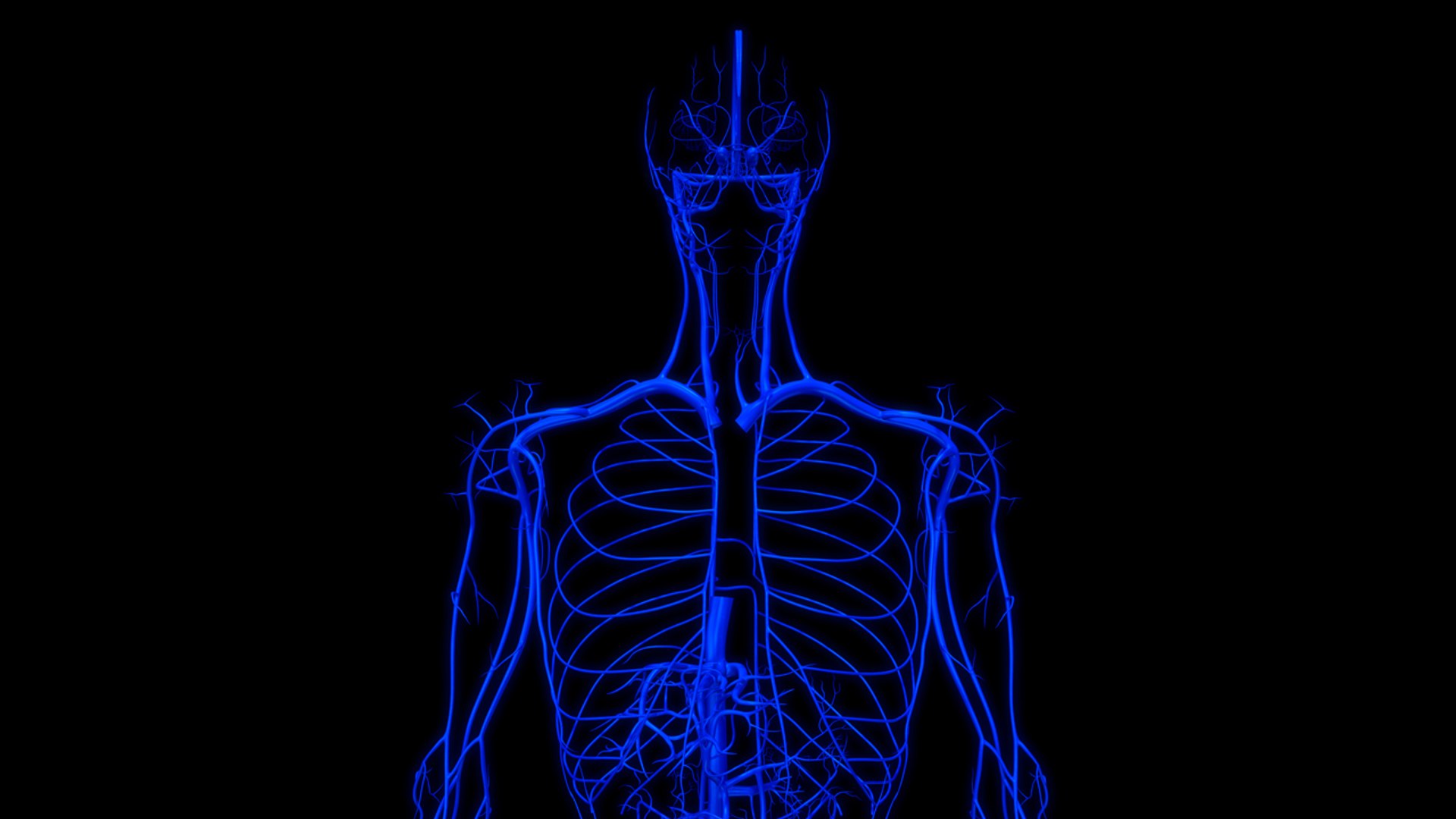 3D body skeleton arteries veins model https://p.turbosquid.com/ts-thumb/te/ZVMxDq/JqnXSQLm/veins_col_2/jpg/1526714990/1920x1080/fit_q87/83b667c713cee1deff6b812886685010b9b5c999/veins_col_2.jpg